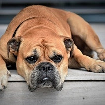 Continental Bulldog