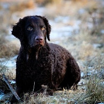 Curly Coated Retriever