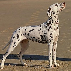 Dalmatiër (Dalmatische hond)
