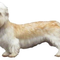 Dandie Dinmont Terriër