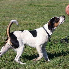 Deens-Zweedse boerderijhond