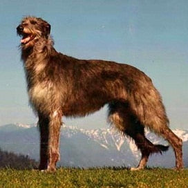 Deerhound