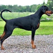 Dobermann
