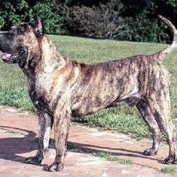 Dogo canario