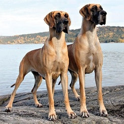 Duitse Dog