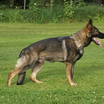 Duitse Herder