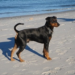 Duitse Pinscher