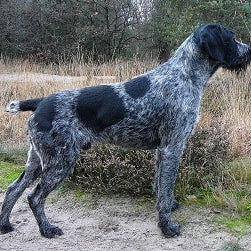 Duitse staande hond (draadhaar)