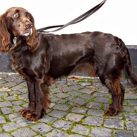 Duitse Wachtelhond