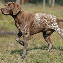 Duitse staande hond (korthaar)