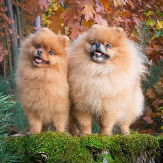Dwergkeeshond (Pomeranian)