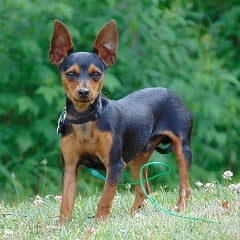 Dwergpinscher