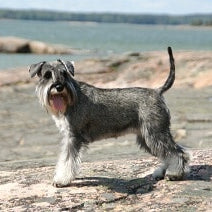 Dwergschnauzer