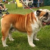 Engelse Bulldog