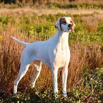 Engelse Pointer