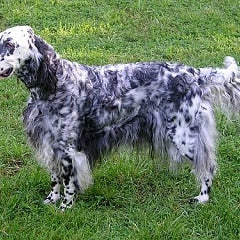 Engelse Setter