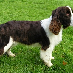 Engelse Springer Spaniël