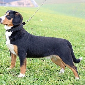 Entlebucher Sennenhond