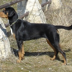 Erdélyi Kopó