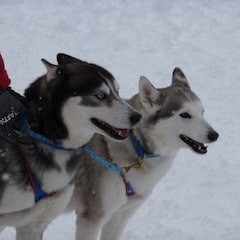 Europese Sledehond (Eurodog/Eurohound)