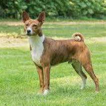 Faraohond
