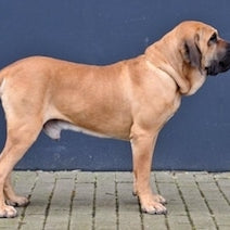Fila Brasileiro