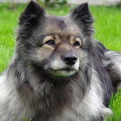 Finse Lappenhond (Suomenlapinkoira)