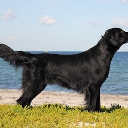 Flatcoated Retriever