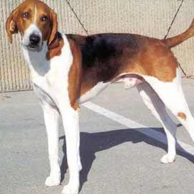 Foxhound
