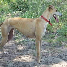 Galgo Español