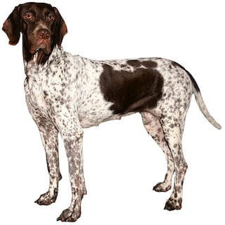 Gammel Dansk Hønsehund