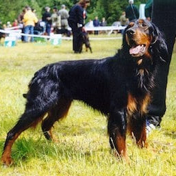 Gordon Setter