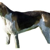 Français tricolore
