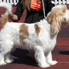 Grand Basset Griffon Vendéen