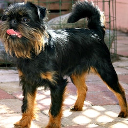 Griffon Belge