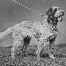 Griffon Boulet
