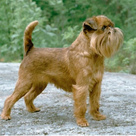Griffon Bruxellois