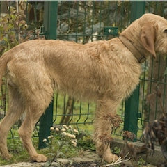 Griffon Fauve de Bretagne