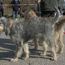 Griffon Nivernais