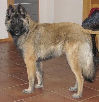 Groenendaeler