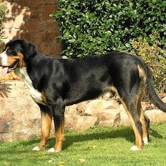 Grote Zwitserse Sennenhond