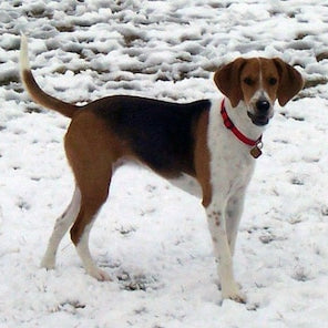 Harrier (hond)