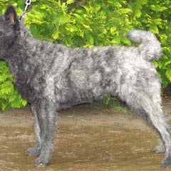 Hollandse herder