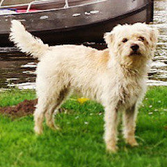 Hollandse smoushond