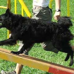 Hrvatski ovčar (Kroatische Herder)