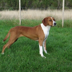 Hygenhund