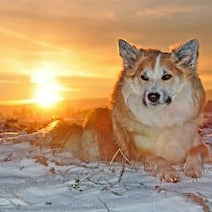 IJslandse Hond