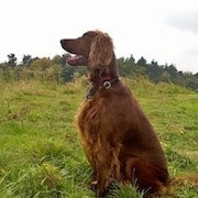 Ierse Setter
