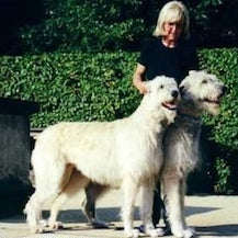 Ierse Wolfshond