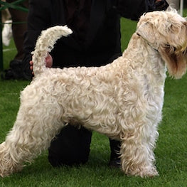 Irish Soft Coated Wheaten Terrier